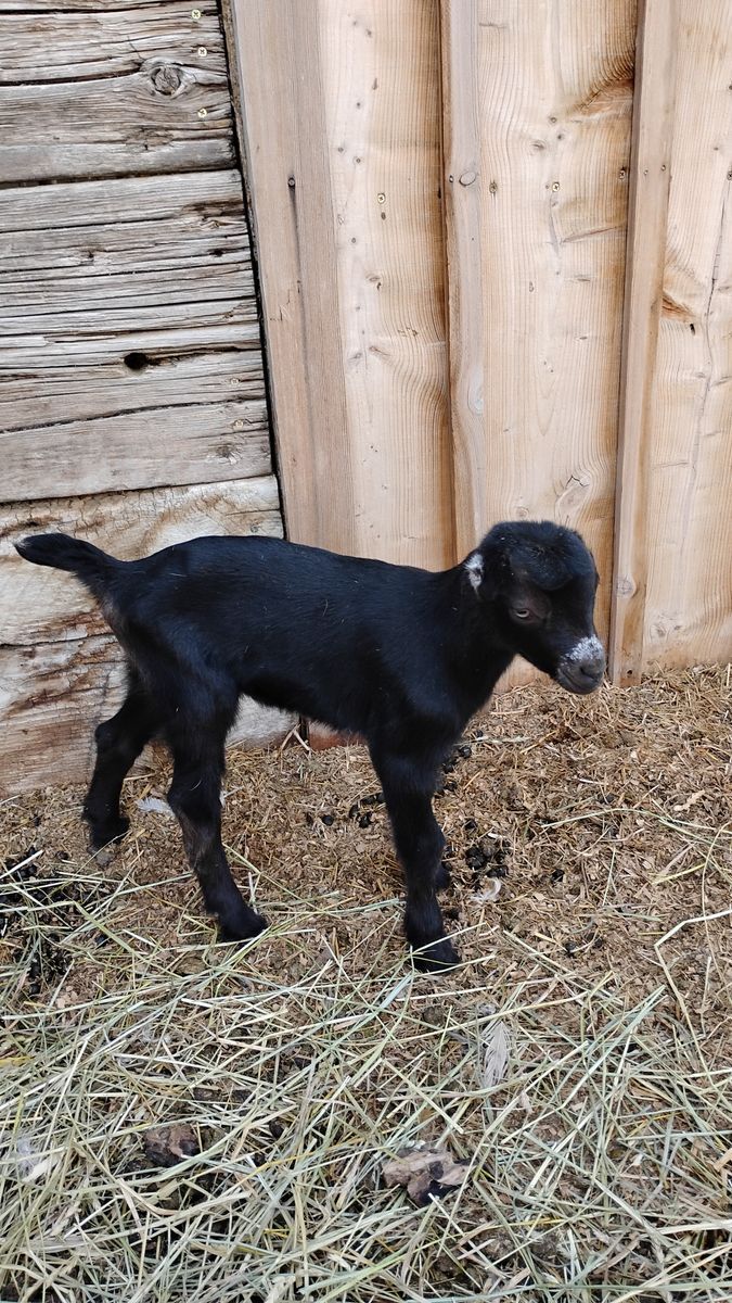 Future Lamancha Pack Goat