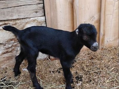 Future Lamancha Pack Goat