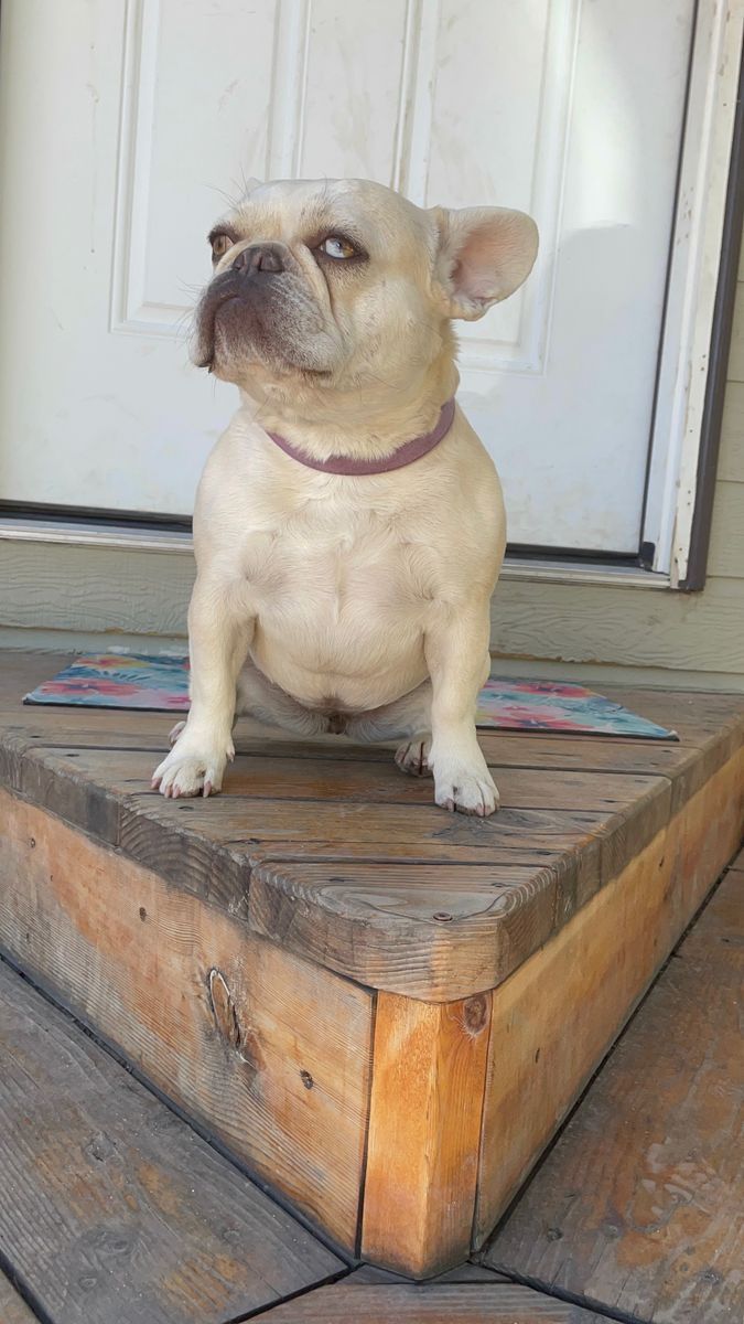 French Bulldog - Female