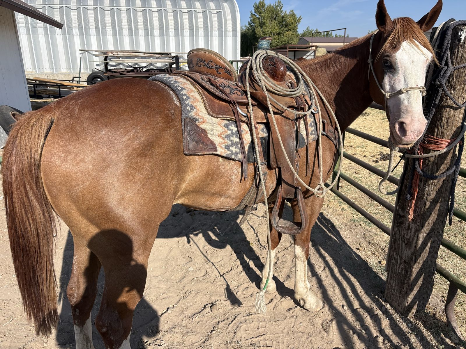 5-YEAR-OLD TIE DOWN/BREAKAWAY/HEEL MARE