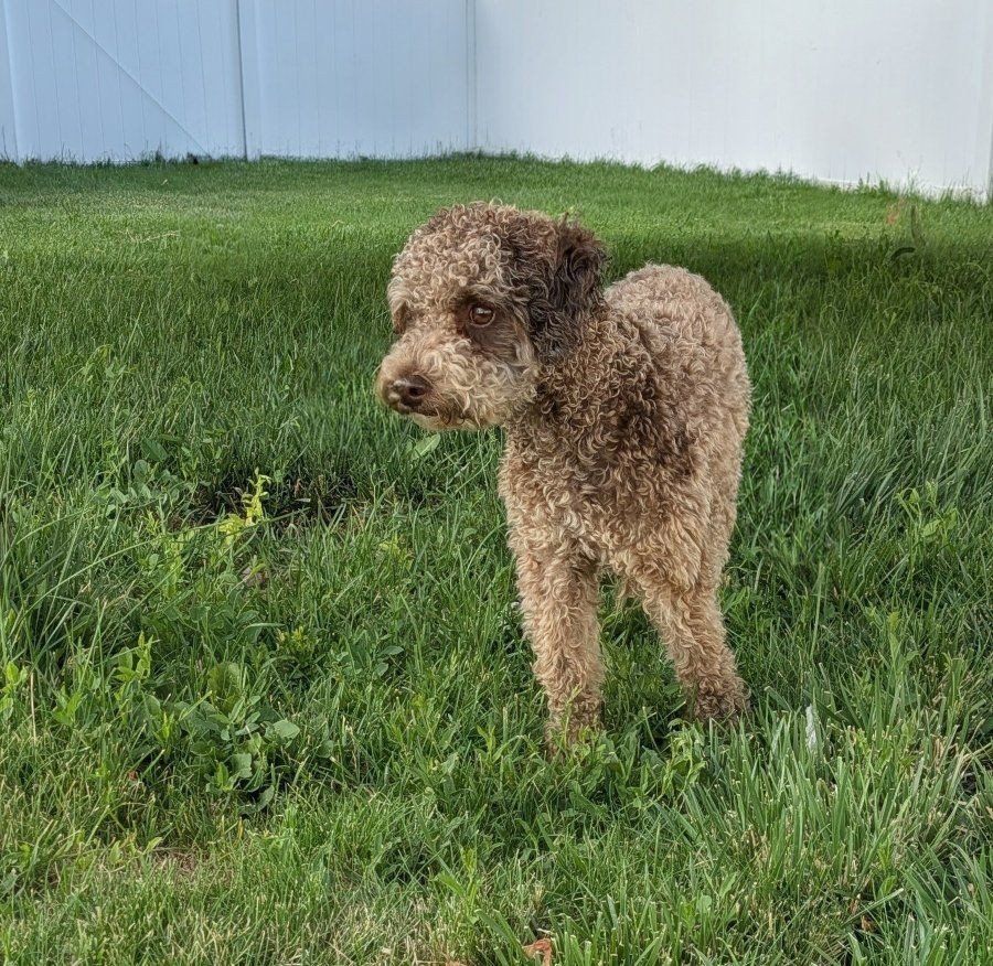 Cafe Au Lait Miniature Poodle-Proven Stud Services