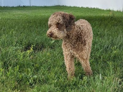 Cafe Au Lait Miniature Poodle-Proven Stud Services