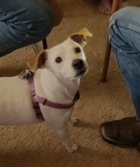 Purebred Jack Russell registered