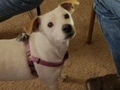 Purebred Jack Russell registered