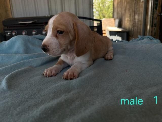 dachshund/bassett hound  puppies