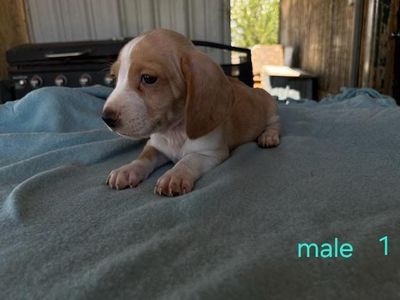 dachshund/bassett hound puppies