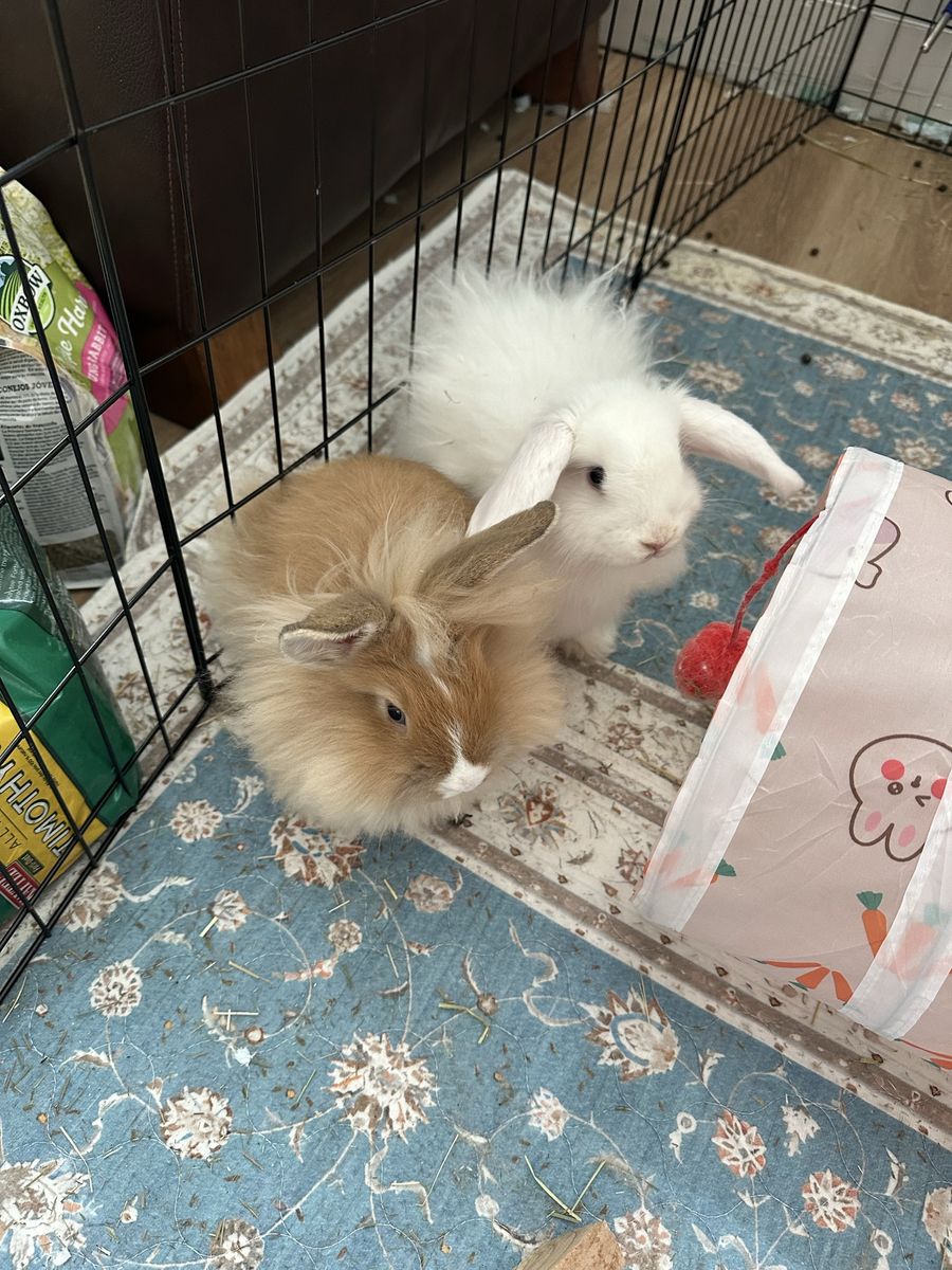 2 BABY BUNNIES!!