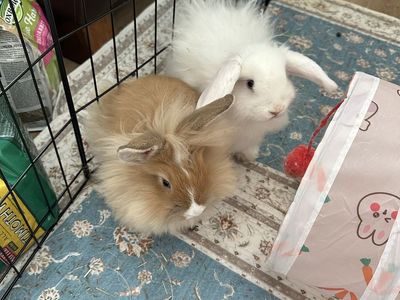 2 BABY BUNNIES!!