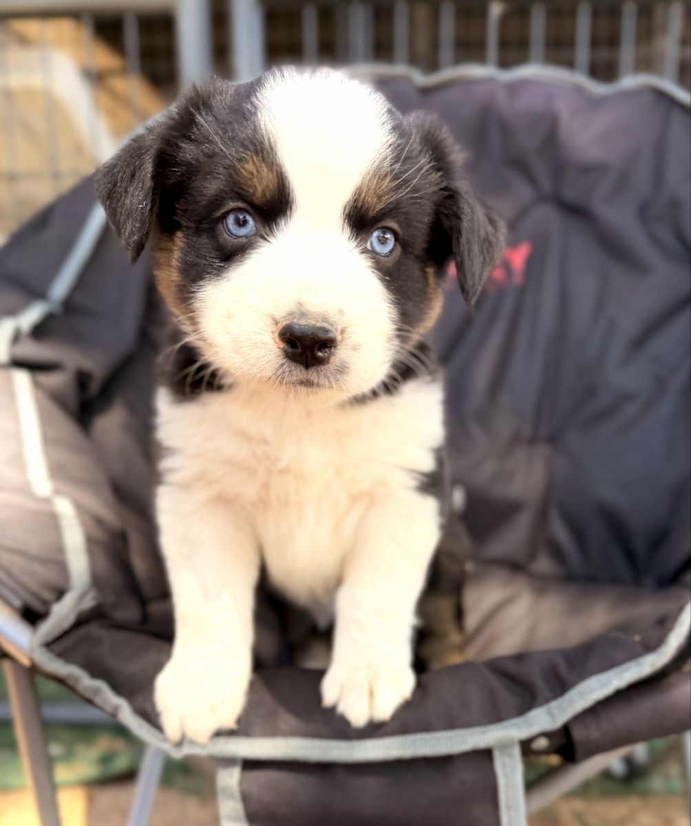 AKC registered ASCA eligible Australian Shepherd