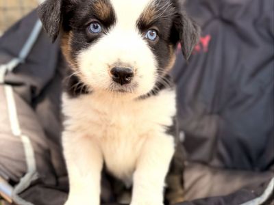 AKC registered ASCA eligible Australian Shepherd