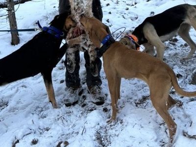 2 year old hound