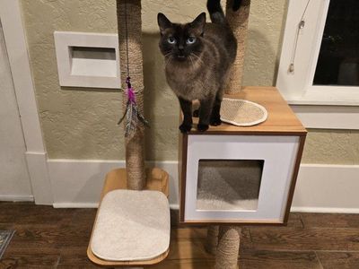 Elegant Cat Tower