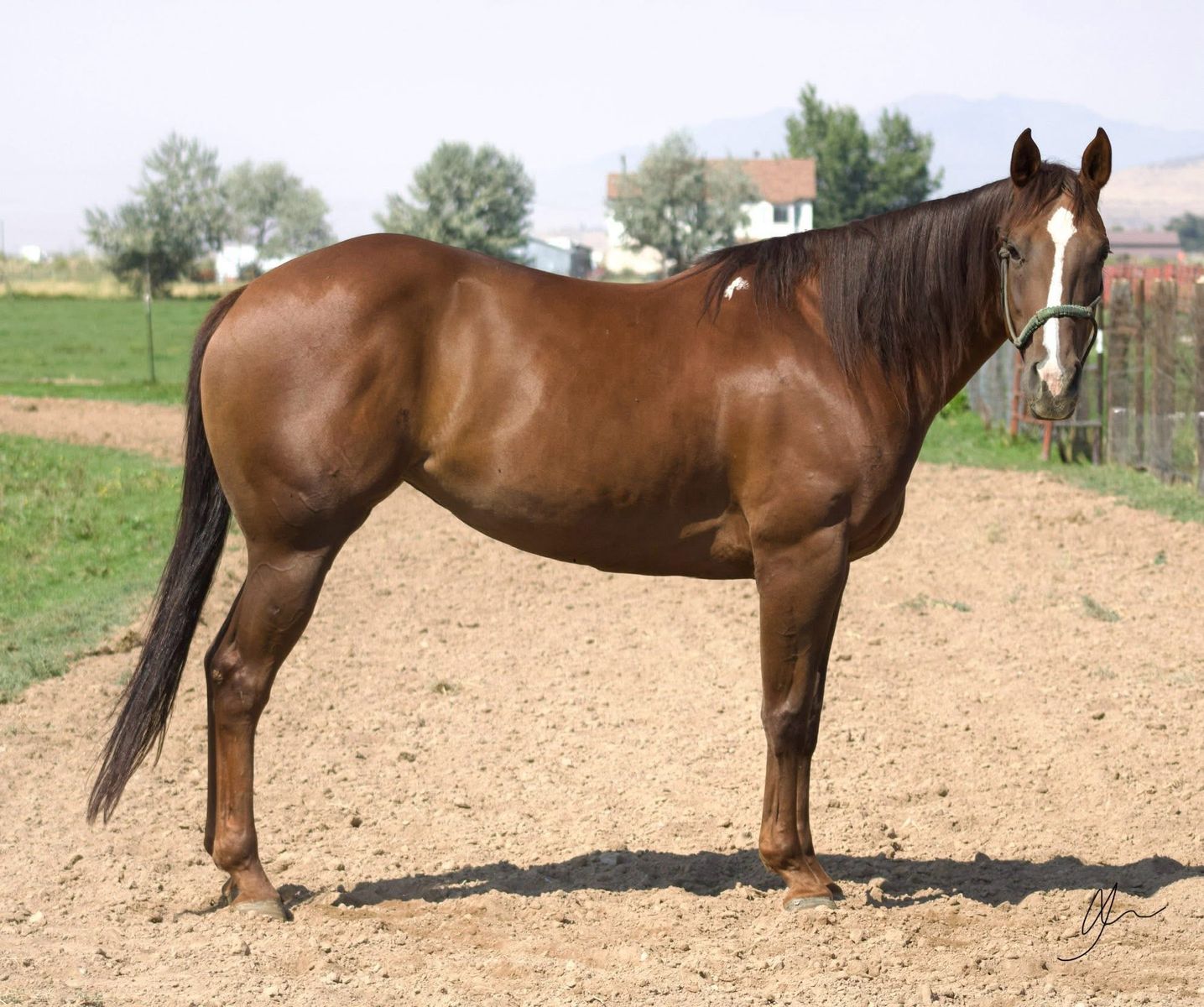 7yr old sweet mare