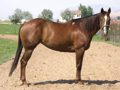 7yr old sweet mare
