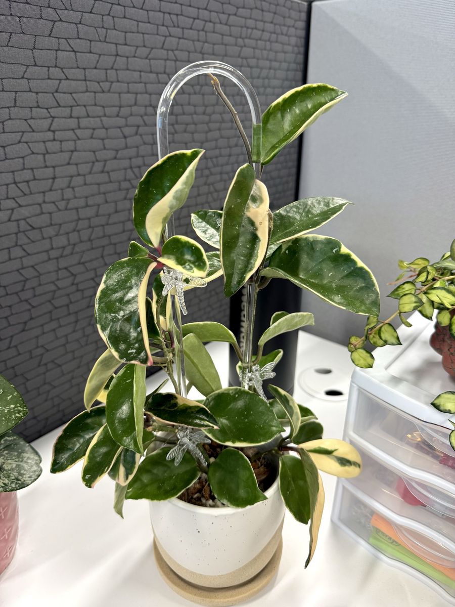 Hoya carnosa (outer variegated) - Plant