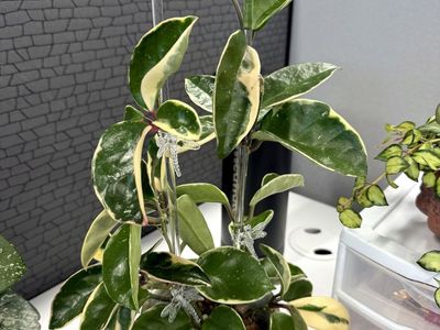 Hoya carnosa (outer variegated) - Plant
