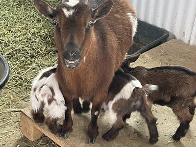 Nigerian Dwarf Goat Family for Sale ️