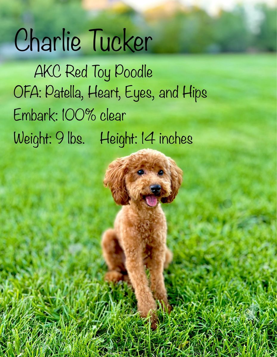 AKC Toy / Mini 9 lb Poodle Stud 100% Clear OFAs