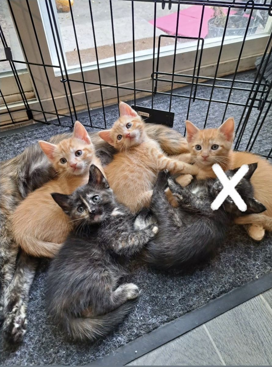 6 week old orange and black kittens