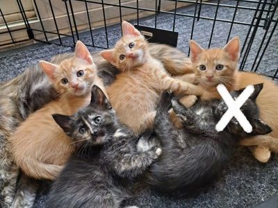 6 week old orange and black kittens