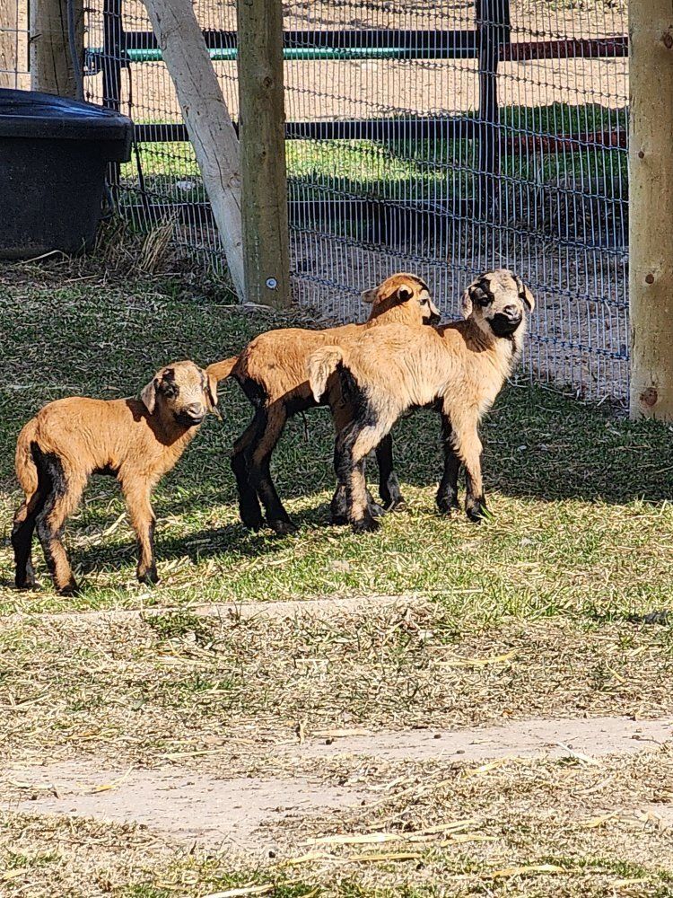 Lambs - Black Bellied sheep ram