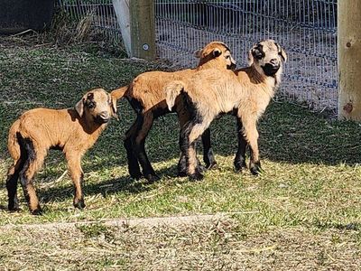 Lambs - Black Bellied sheep ram