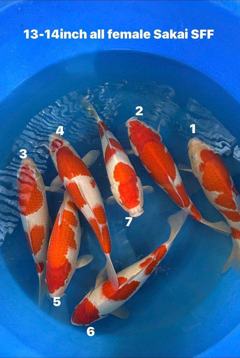Sakai koi Kohaku jumbo Tosai (sold #5