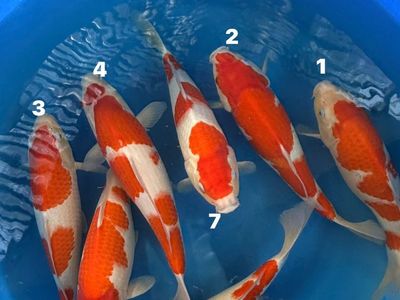 Sakai koi Kohaku jumbo Tosai (sold #5