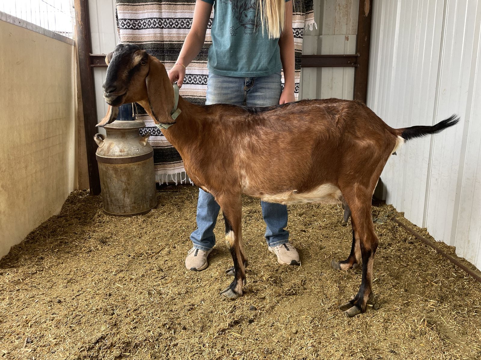Nubian milking doe in milk