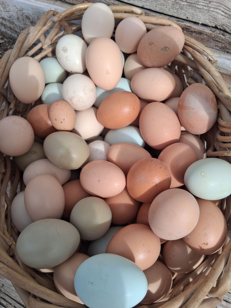 Farm Fresh Rainbow Eggs (Blue, Olive, Brown) 🥚