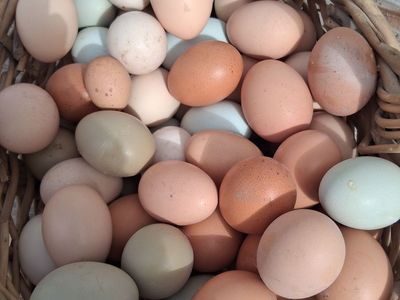 Farm Fresh Rainbow Eggs (Blue, Olive, Brown) 🥚