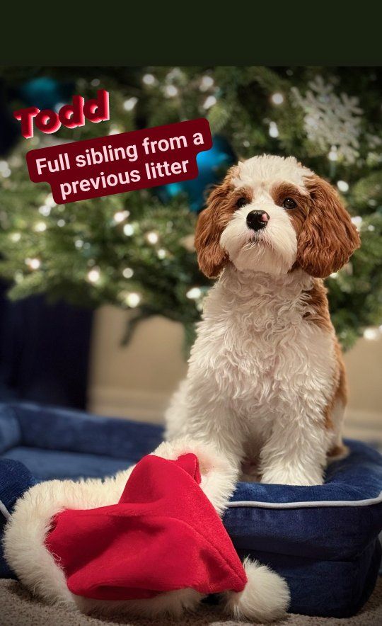 Bernedoodles, Cavapoos, Australian Mountain Doodle