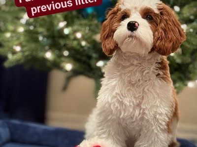 Bernedoodles, Cavapoos, Australian Mountain Doodle