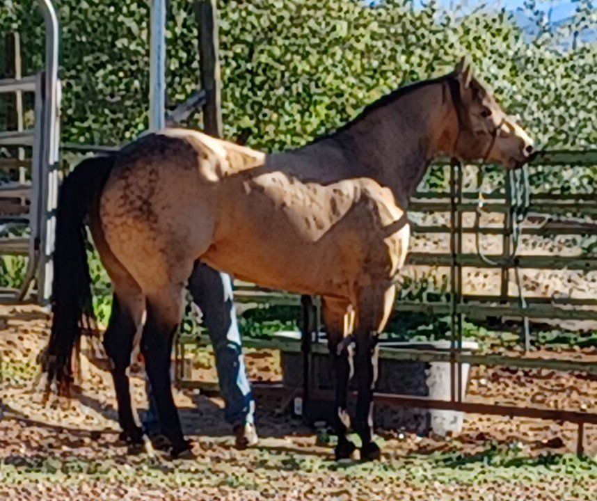 AQHA Buckskin Stallion 2019