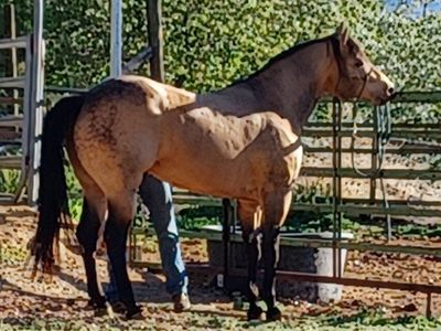 AQHA Buckskin Stallion 2019