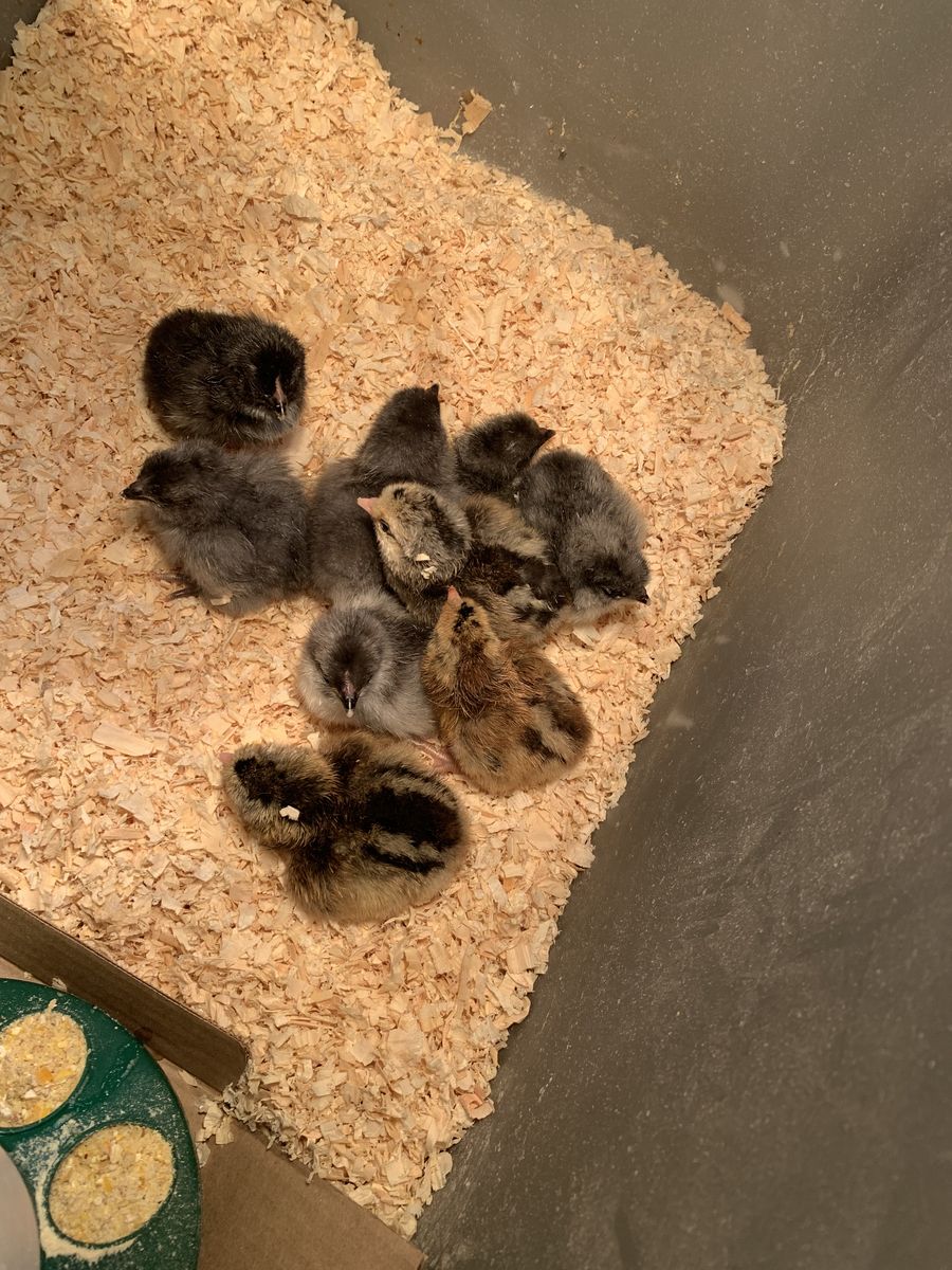 Rare Breed Rainbow Egg Layer Chicks