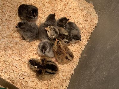 Rare Breed Rainbow Egg Layer Chicks