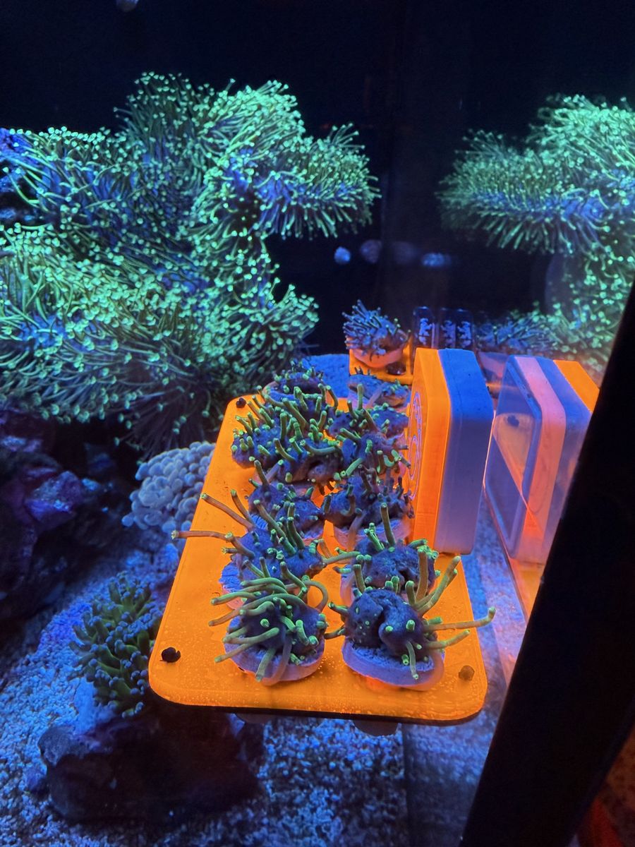 Weeping Willow Coral Decoration