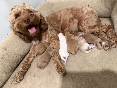 Cockapoo Puppies - Adorable Newborn Litter