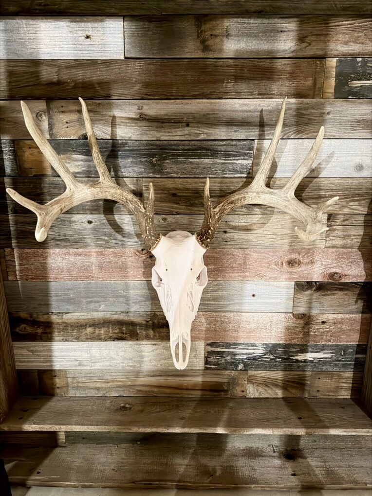 Whitetail European Mount
