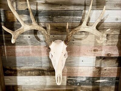 Whitetail European Mount