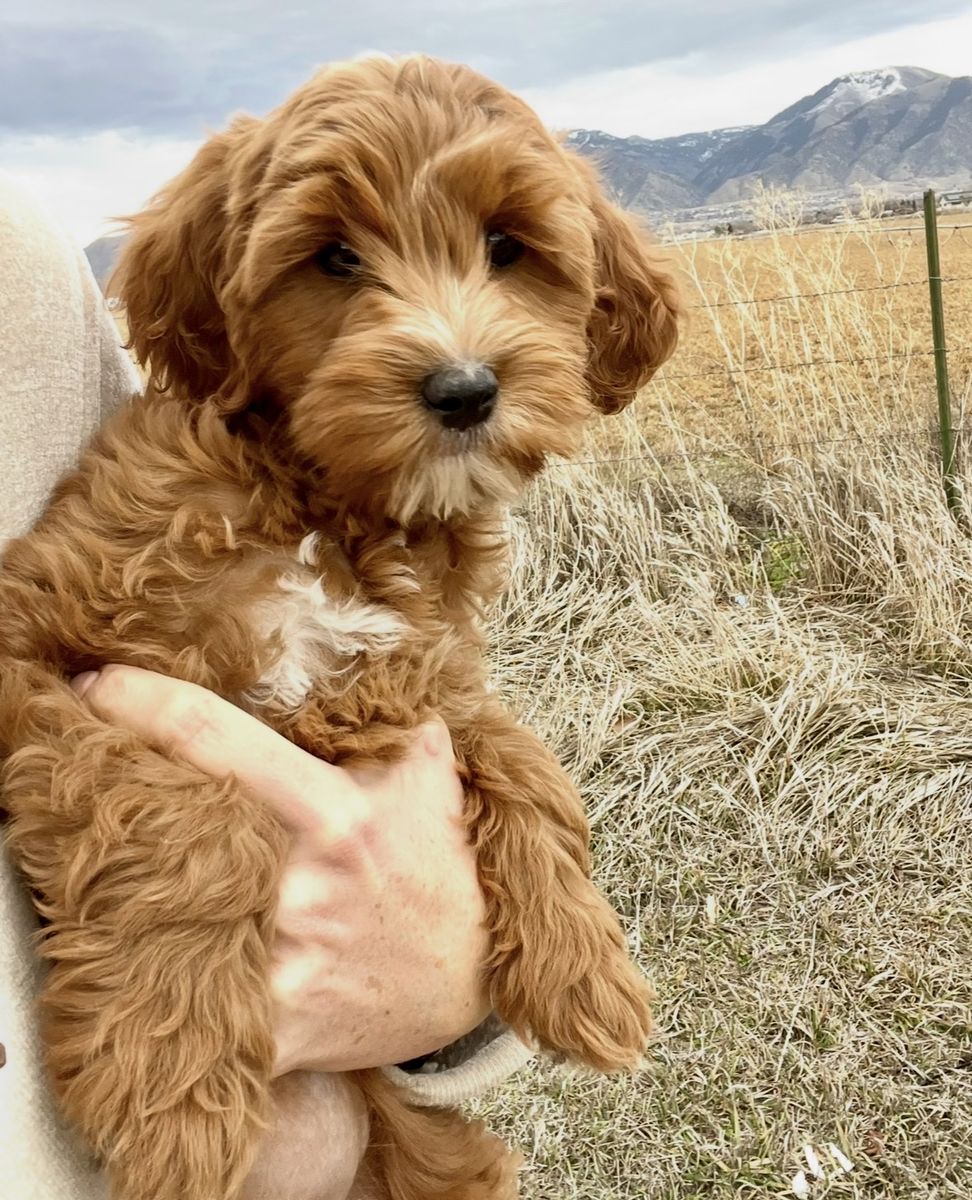 Goldendoodle Bernedoodle Guardian Puppies