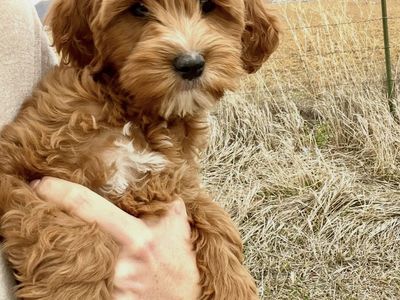 Goldendoodle Bernedoodle Guardian Puppies