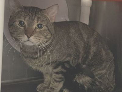 Hello my name is Guacamole