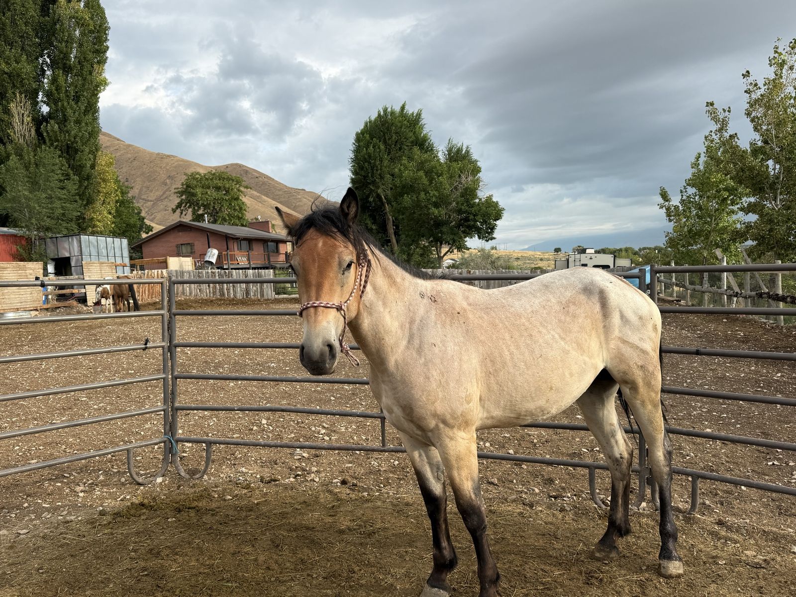 Buckskin roan horse