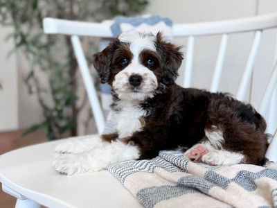 Micro Mini Sable, Merle, blue eyed Bernedoodle