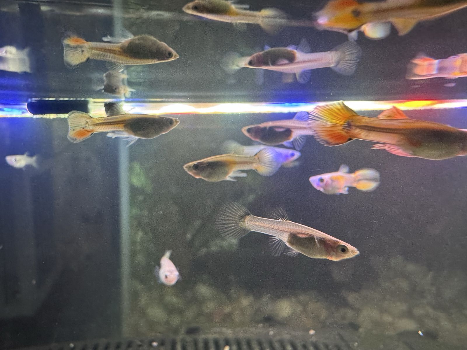 Guppy Babies