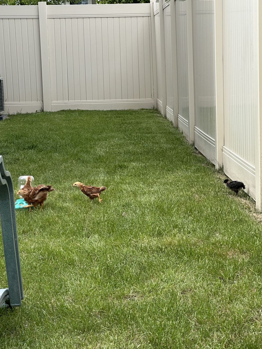 Pullets - 6 weeks