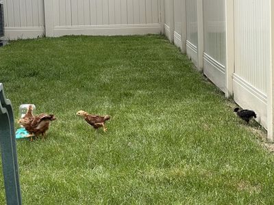 Pullets - 6 weeks