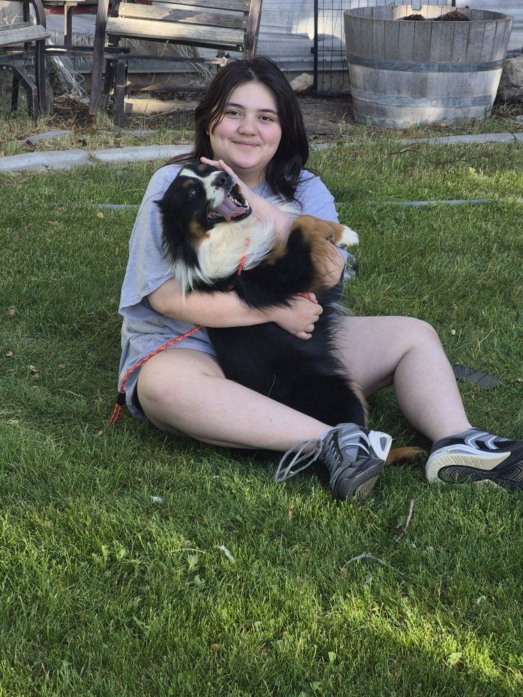 Rehoming Retired Mini Aussie